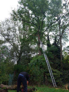 Photo de galerie - Mon premier élagage. 