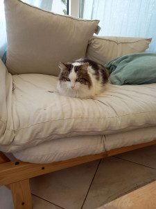 Photo de galerie - Garde chat