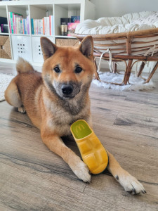 Photo de galerie - Bébé Rais gardé 15 jours à la maison. ♡