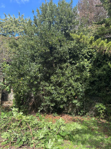 Photo de galerie - Suppression de deux arbres avant 