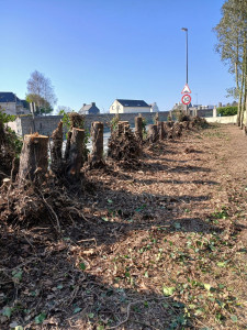 Photo de galerie - Coupe des sapins dangereux en bordure de route.