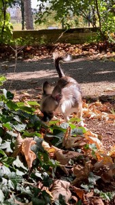 Photo de galerie - Petit chien que j’ai gardé 