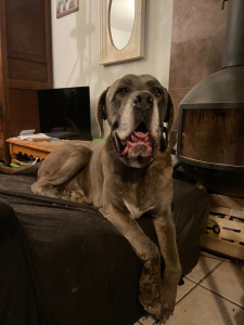 Photo de galerie - Garde chien