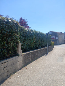 Photo de galerie - Taille de haies 