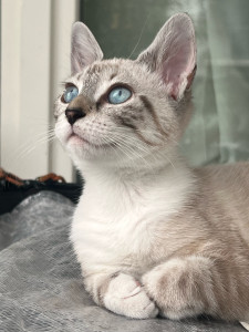 Photo de galerie - Garde chat
