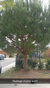 Photo de galerie - Elagage et coupe d'arbres