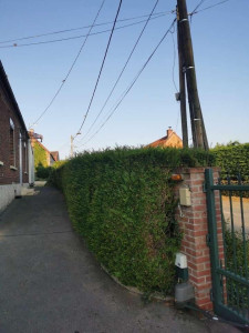 Photo de galerie - Taille de haies et d'arbustes