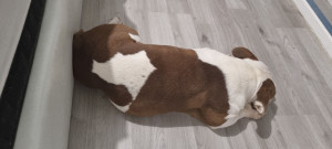 Photo de galerie - DISPONIBLE pour garde uniquement pour les chiens et pas de chat.
A convenir prix et dates
A fournir tout le nécessaire 