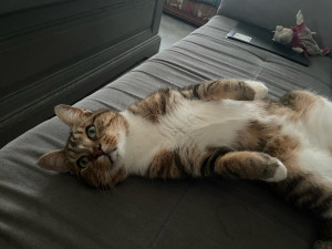 Photo de galerie - Un chat tranquillement installé dans notre canapé