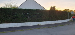 Photo de galerie - Taille de haies et d'arbustes