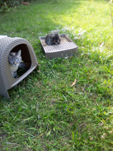 Photo de galerie - Toilettage de la lapine guizmo sous la surveillance de la chatte swetie