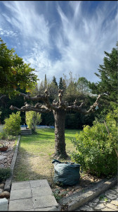 Photo de galerie - Elagage et coupe d'arbres