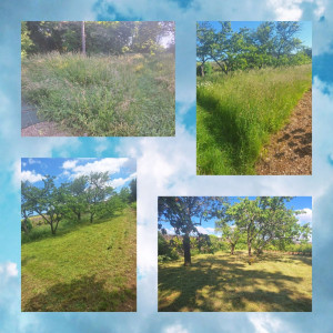 Photo de galerie - Tonte d'un verger 