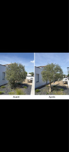 Photo de galerie - Taille d’un olivier