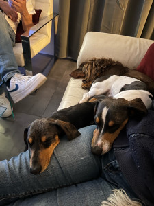 Photo de galerie - 3 loulous de la même famille !