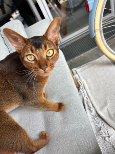 Photo de galerie - Garde chat