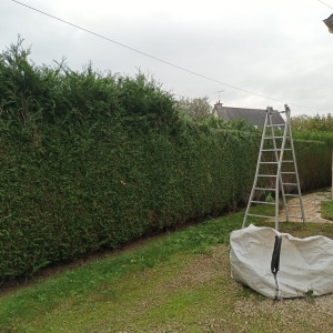 Photo de galerie - Taille de haie