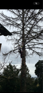 Photo de galerie - Abattage 