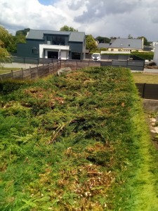 Photo de galerie - Taille de haies et d'arbustes