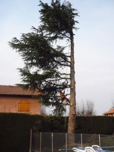 Photo de galerie - Elagage et coupe d'arbres