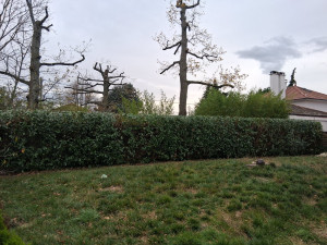 Photo de galerie - Taille haie de lauriers à Chaponost 