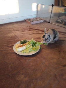 Photo de galerie - Garde lapin