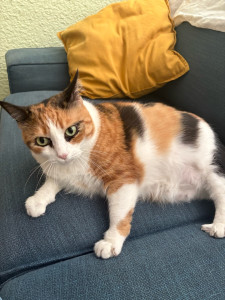 Photo de galerie - Garde chat