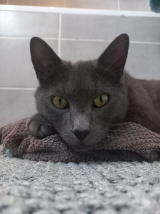 Photo de galerie - Garde chat