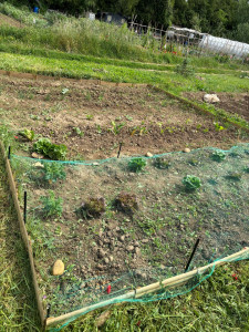 Photo de galerie - Plantation et entretien légumes 