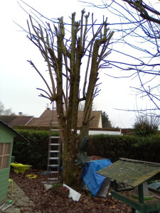 Photo de galerie - élagage et évacuation des branches 
