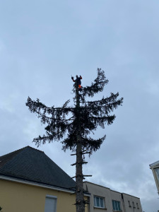 Photo de galerie - Abattage d’un arbre