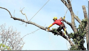 Photo de galerie - Abattage d’arbres