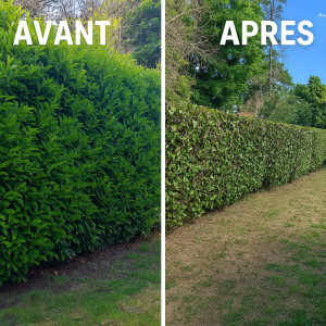 Photo de galerie - Taille de laurier 
