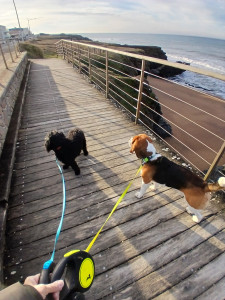 Photo de galerie - Oliver bientôt 7 ans avec notre beagle en promenade sur la Corniche 