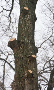 Photo de galerie - Elagage et coupe d'arbres