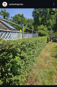 Photo de galerie - Taille de haie 