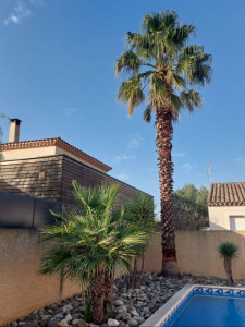 Photo de galerie - Abattage 3 petits palmiers, enlèvements gâlets de rivières pour installation pelouse synthétique 