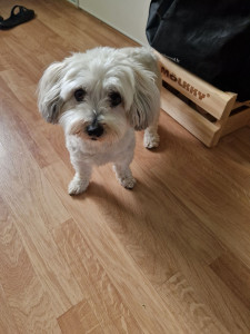 Photo de galerie - Garde chien