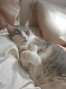 Photo de galerie - Chat détendu