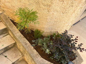 Photo de galerie - Plantation massif piscine 