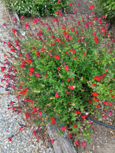 Photo de galerie - Entretien jardinage 