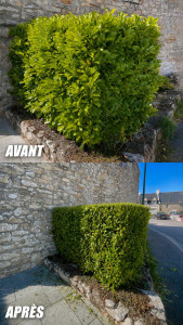 Photo de galerie - Taille de haie 
