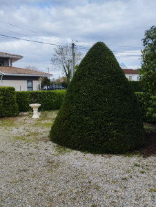 Photo de galerie - Taille d'un joli sapin de thuya ! ?