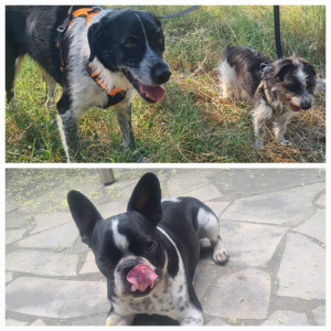 Photo de galerie - Garde chien