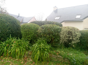 Photo de galerie - Taille de haies / arbustes