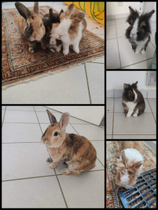 Photo de galerie - Garde de trois lapins à mon domicile