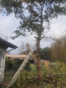 Photo de galerie - Abattage d'un chêne 