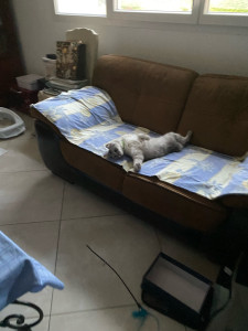 Photo de galerie - J’ai gardé ce chat 