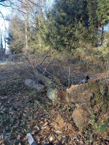 Photo de galerie - Abbatage arbre mort 