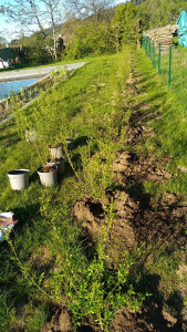 Photo de galerie - Plantation d'une haie de troènes 